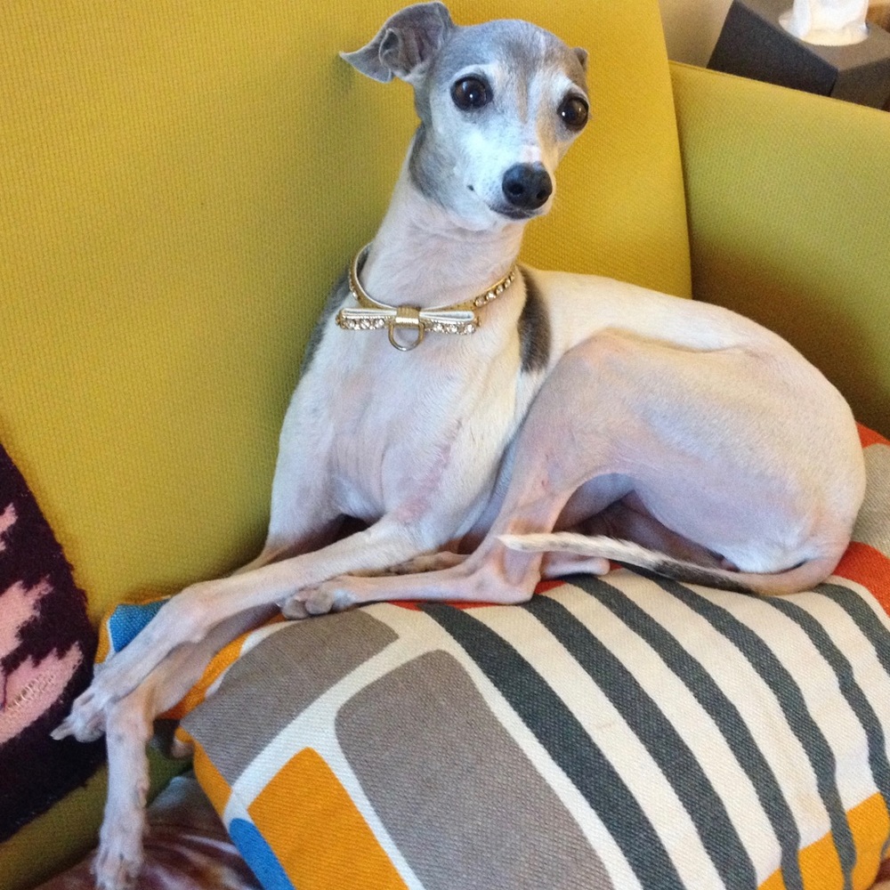 Meet your Posher, Twiggy